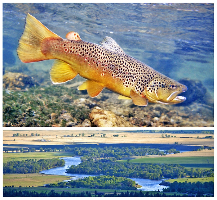 Fly Fishing Art - The Yellowstone River